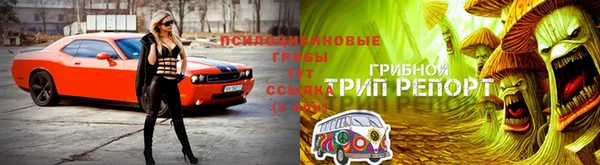 PSILOCYBIN Алексин